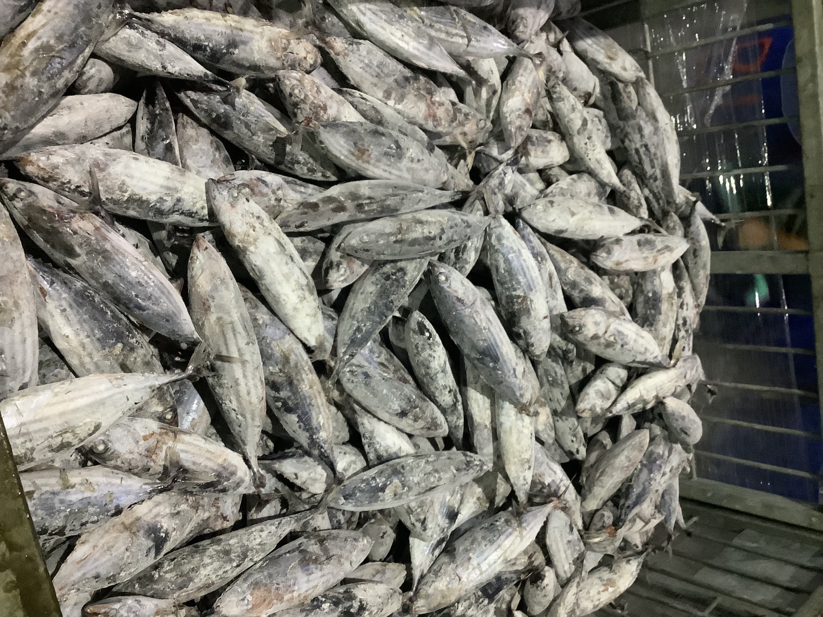 2nd Picture of Global Fish Indonesia's Warehouse Activities