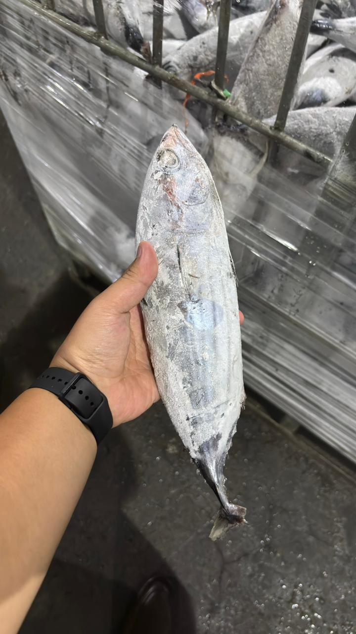5th Picture of Global Fish Indonesia's Warehouse Activities