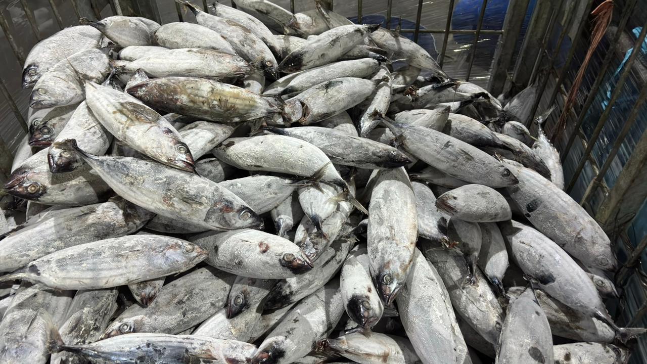 7th Picture of Global Fish Indonesia's Warehouse Activities