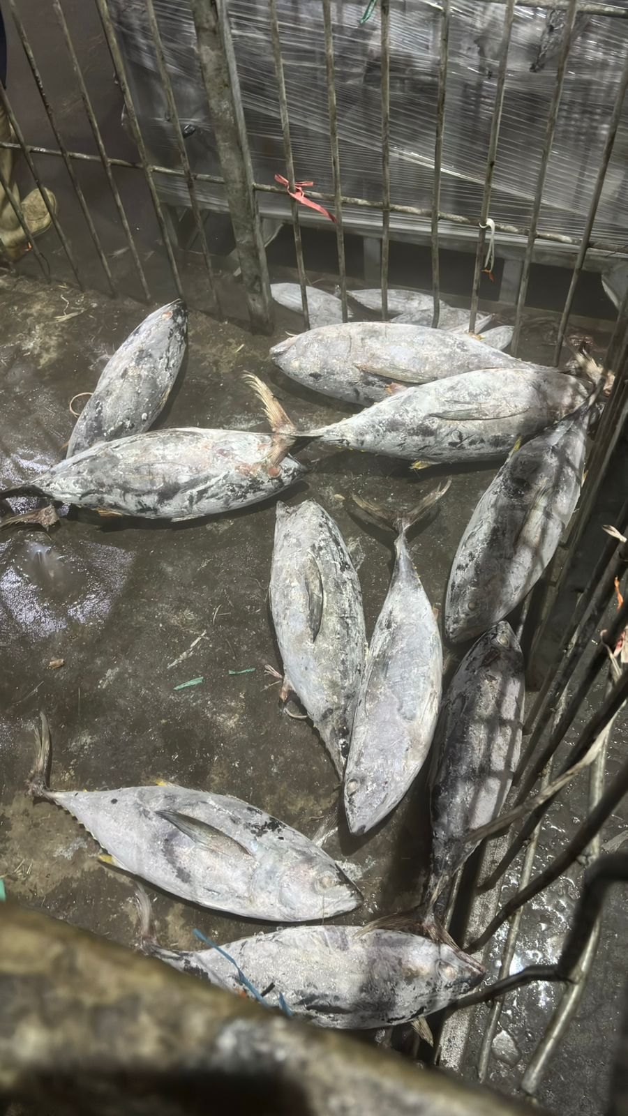 8th Picture of Global Fish Indonesia's Warehouse Activities