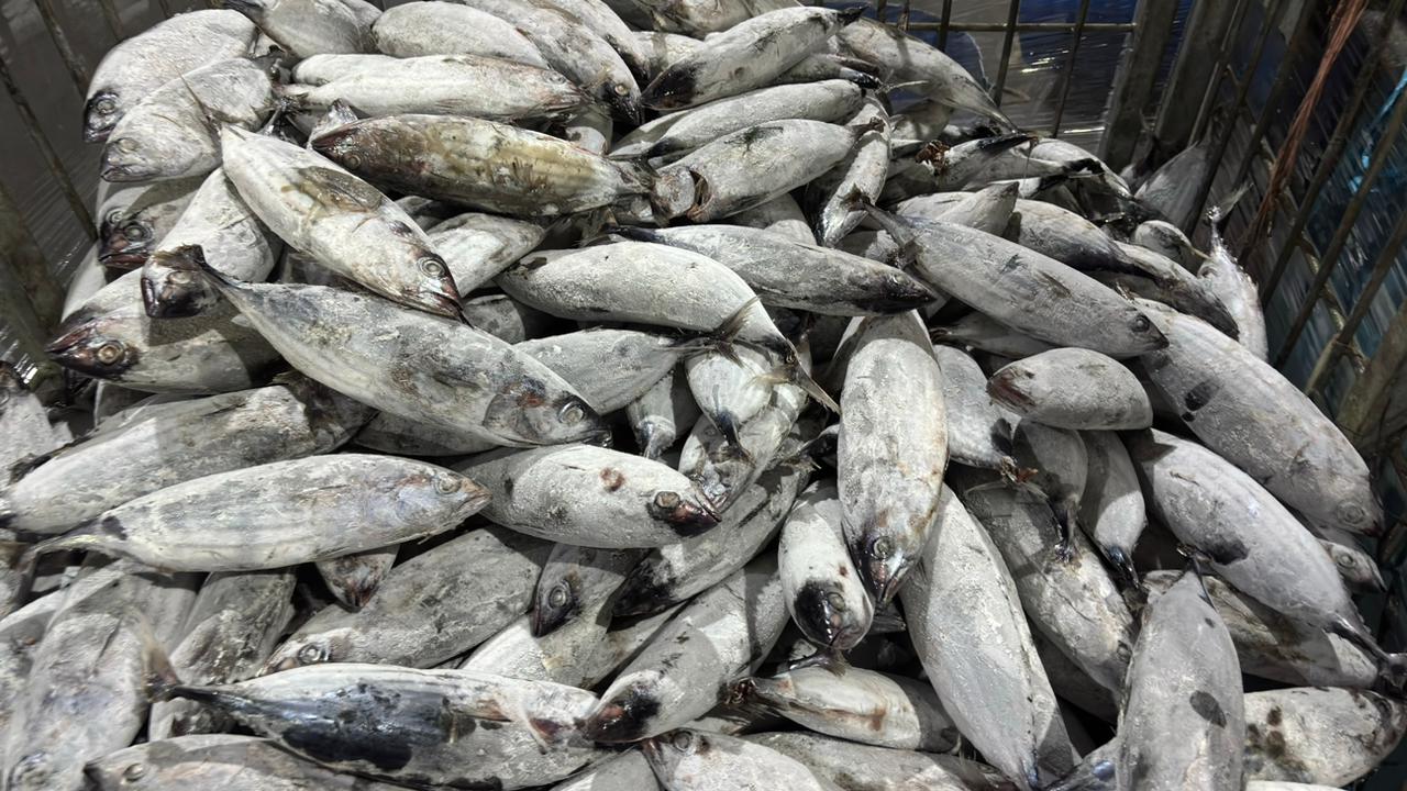 Premium Skipjack Tuna Product from Fish Global Indonesia